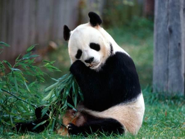 熊猫娱乐吃瓜酱,揭秘娱乐圈幕后故事