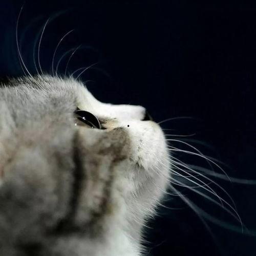 娱乐吃瓜酱猫拦截,揭秘娱乐圈幕后故事