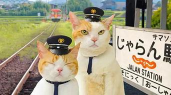 喵喵吃瓜娱乐,揭秘娱乐圈那些不为人知的幕后故事