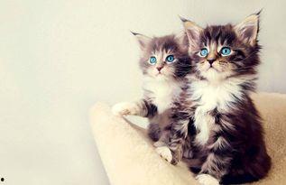 娱乐吃瓜酱猫咪视频大全,吃瓜酱视频大全欢乐盘点