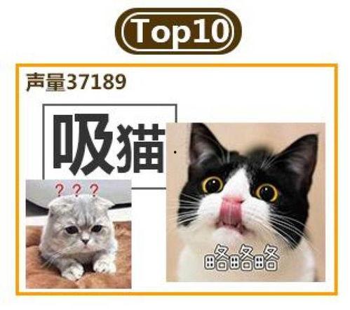 娱乐吃瓜君和猫,揭秘娱乐圈的萌宠趣事