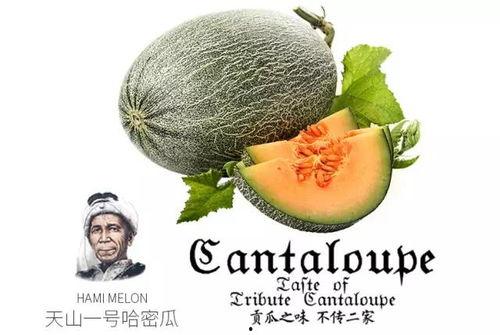 娱乐吃瓜喷子是谁的作品