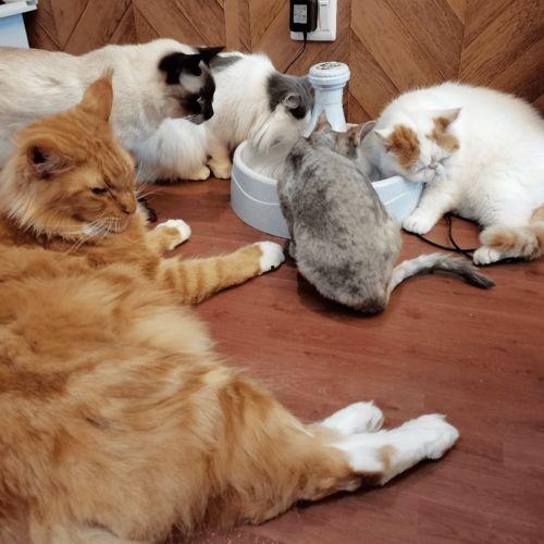 吃瓜娱乐君折耳猫